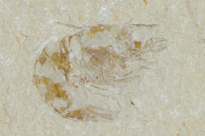 Cretaceous Fossil Shrimp - Lebanon #123923